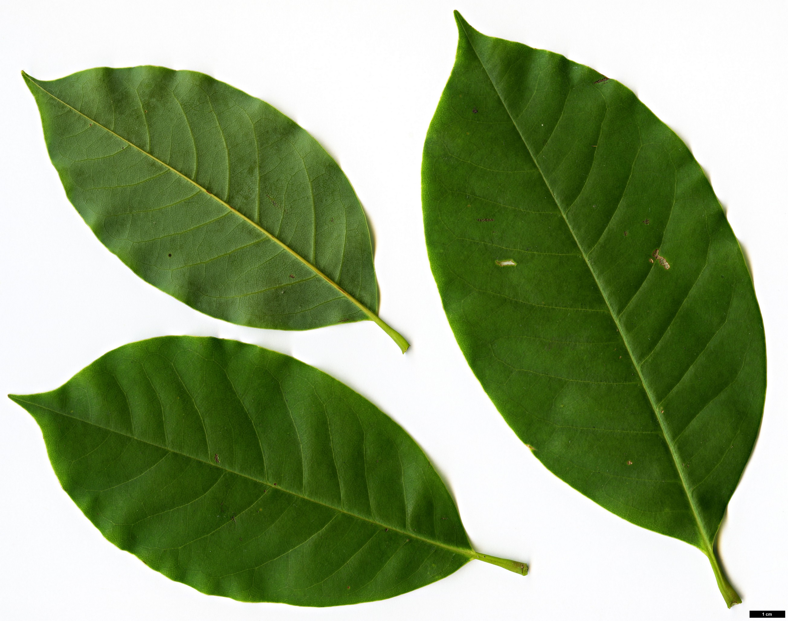 High resolution image: Family: Magnoliaceae - Genus: Magnolia - Taxon: poasana